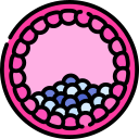 Blastocyst
